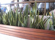 Kwikfynd Indoor Planting
monashsa