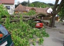 Kwikfynd Tree Cutting Services
monashsa