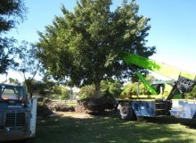 Kwikfynd Tree Management Services
monashsa