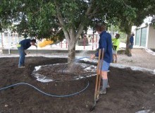 Kwikfynd Tree Transplanting
monashsa