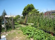 Kwikfynd Vegetable Gardens
monashsa